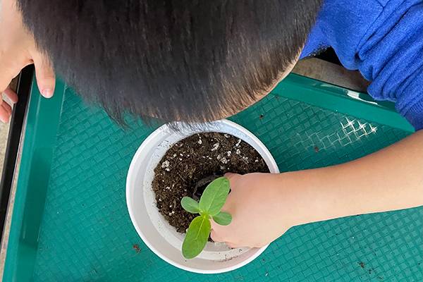 child handling a small plant